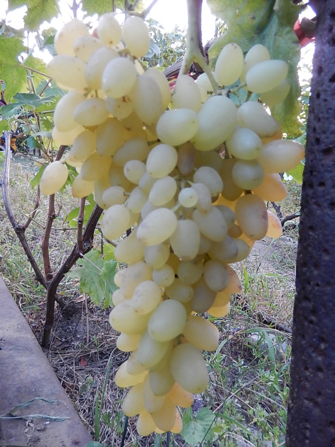 Сорт винограда долгожданный кишмиш