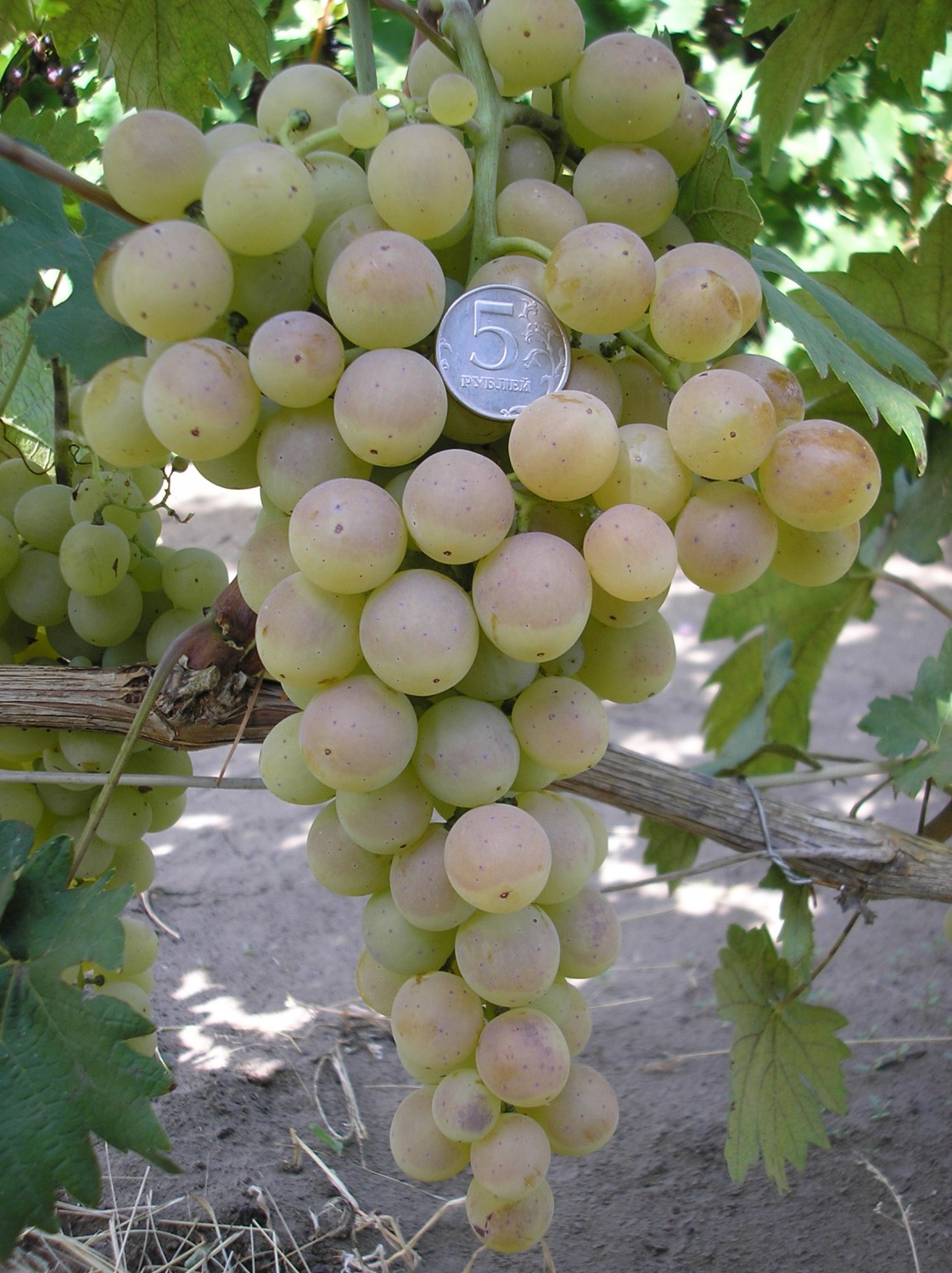 виноград белый ранний описание сорта фото