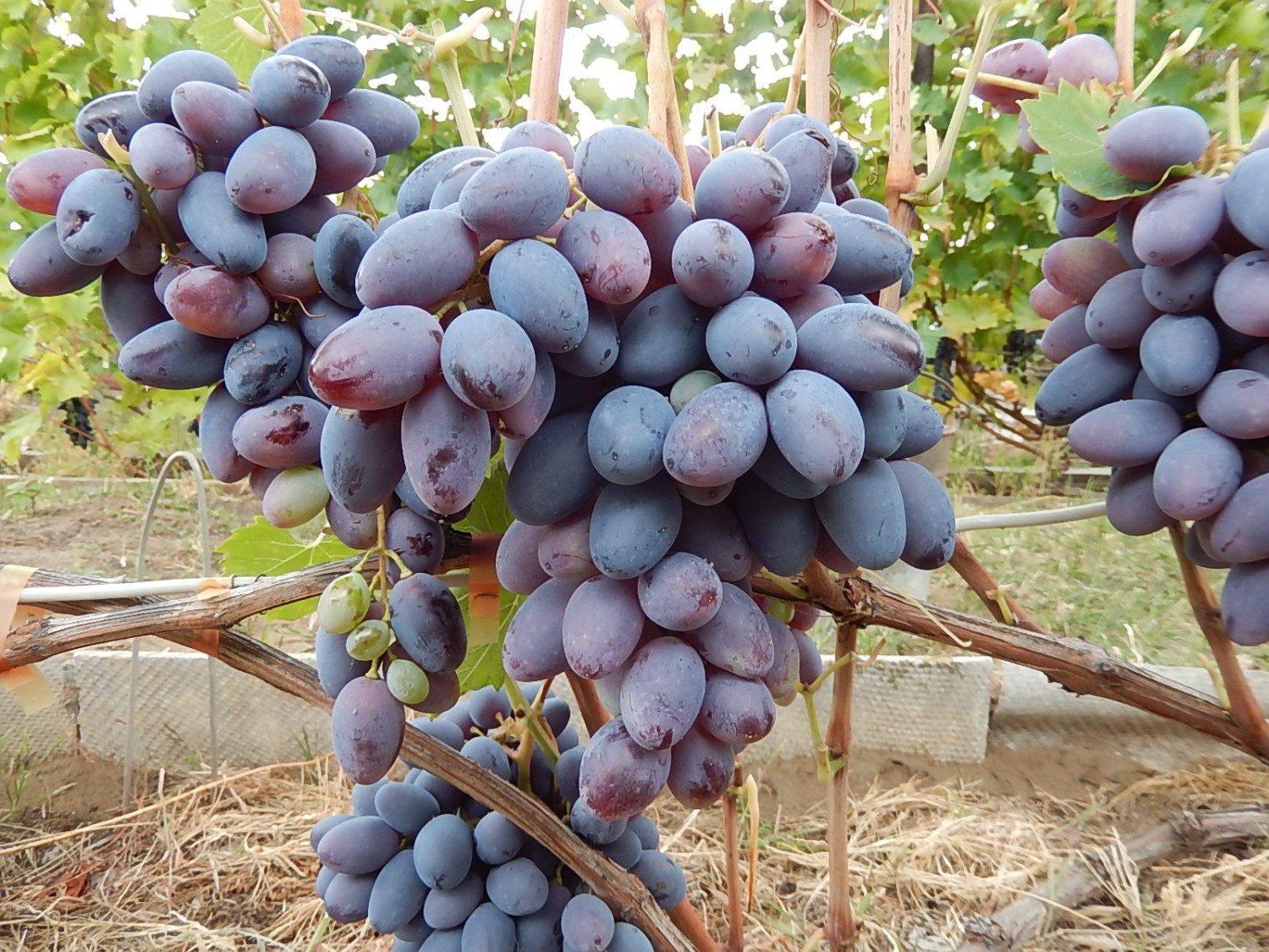 Сорт винограда Кадарка